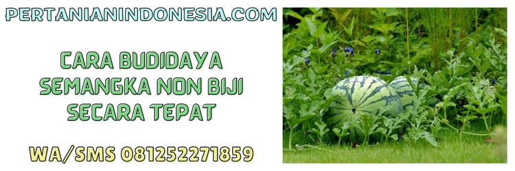 budidaya,budidaya semangka,semangka non biji,semangka tanpa biji,petani